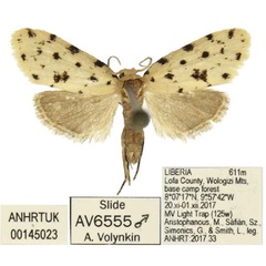 /filer/webapps/moths/media/images/S/synthetia_Siccia_HT_ANHRT.jpg