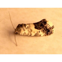 /filer/webapps/moths/media/images/C/citripennis_Acontia_A_Sydes.jpg