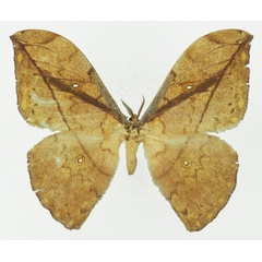 /filer/webapps/moths/media/images/N/neglecta_Pselaphelia_AF_Basquin_01a.jpg
