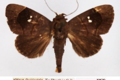 Metaleptina geminastra