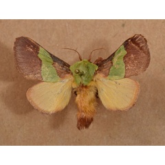 /filer/webapps/moths/media/images/T/trapezoidea_Parasa_A_Butler.jpg