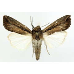 /filer/webapps/moths/media/images/C/curvula_Leucania_AM_ISEA_02.jpg