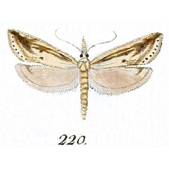 /filer/webapps/moths/media/images/C/consortella_Tinea_ST_Hubner_32-220.jpg