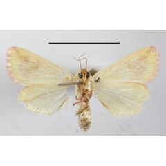 /filer/webapps/moths/media/images/D/decorata_Timora_A_MGCLb_01.JPG