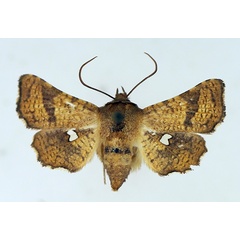 /filer/webapps/moths/media/images/S/subsignata_Dysodia_AF_TMSA.jpg