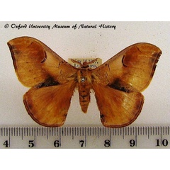 /filer/webapps/moths/media/images/K/kuntzei_Campimoptilum_A_OUMNH_01.jpg