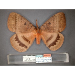 /filer/webapps/moths/media/images/N/nigrorufa_Jana_HT_RMCA_01.jpg