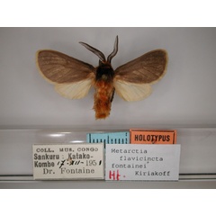 /filer/webapps/moths/media/images/F/fontainei_Metarctia_HT_RMCA_01.jpg