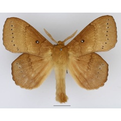 /filer/webapps/moths/media/images/S/spargatana_Philotherma_AM_Basquin_01.jpg