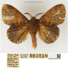 /filer/webapps/moths/media/images/C/cryptognoma_Lechriolepis_AM_NHMUK_01.jpg