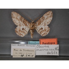 /filer/webapps/moths/media/images/M/macracantha_Cleora_PT_RMCA_01.jpg