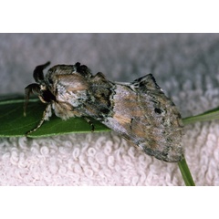 /filer/webapps/moths/media/images/R/rosinaria_Rosinella_A_Roland_14.jpg
