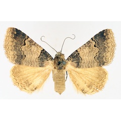 /filer/webapps/moths/media/images/P/polycyma_Tytroca_AF_TMSA_04.jpg