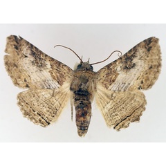 /filer/webapps/moths/media/images/S/scandulata_Pericyma_AF_TMSA_02.jpg