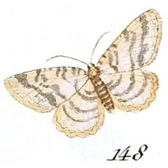 /filer/webapps/moths/media/images/M/mucidaria_Geometra_ST_Hubner_28-148.jpg