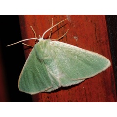 /filer/webapps/moths/media/images/B/bilobata_Omphax_A_Grobler.jpg