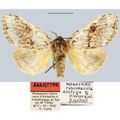 /filer/webapps/moths/media/images/R/rubrimacula_Mpanjaka_AT_MNHN.jpg