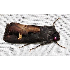 /filer/webapps/moths/media/images/S/speyeri_Odontestra_A_Braun_14.jpg