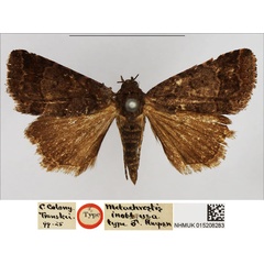 /filer/webapps/moths/media/images/I/inobtrusa_Metachrostis_STM_NHMUK.jpg