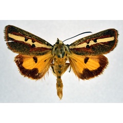 /filer/webapps/moths/media/images/R/rectilinea_Aegoceropsis_A_NHMO.jpg