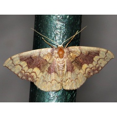 /filer/webapps/moths/media/images/N/nitidata_Epicosymbia_A_Braun.jpg