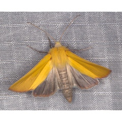 /filer/webapps/moths/media/images/C/crinita_Acrasia_AF_Heynsc.jpg