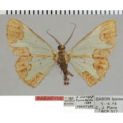/filer/webapps/moths/media/images/E/elonga_Zamarada_PTM_ZSMa.jpg
