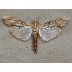 /filer/webapps/moths/media/images/M/meticulosalis_Terastia_A_Butler_02.jpg