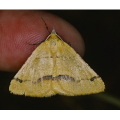 /filer/webapps/moths/media/images/S/subapicata_Lhommeia_A_Roland_01.jpg