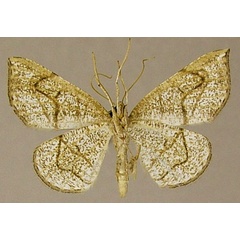 /filer/webapps/moths/media/images/D/dislocata_Antozola_HT_ZSMb.jpg