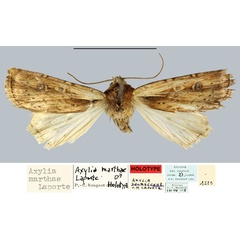 /filer/webapps/moths/media/images/M/marthae_Axylia_HT_MNHN.jpg