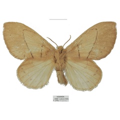 /filer/webapps/moths/media/images/U/uganda_Philotherma_AT_Basquina.jpg
