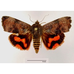 /filer/webapps/moths/media/images/M/mauricea_Hyblaea_HT_ZSMa.jpg