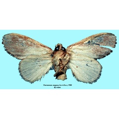 /filer/webapps/moths/media/images/C/congoana_Desmeocraera_STF_SNHMb.jpg