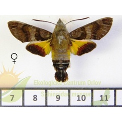 /filer/webapps/moths/media/images/P/pachycerus_Macroglossum_AF_SMCR_02.jpg