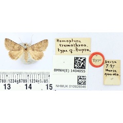 /filer/webapps/moths/media/images/E/eremochroa_Homoptera_HT_BMNH.jpg