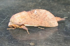 Pallastica sericeofasciata