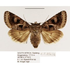 /filer/webapps/moths/media/images/S/spodopterodes_Neuranethes_AF_TMSA_02.jpg