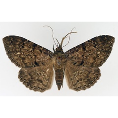 /filer/webapps/moths/media/images/N/nycterina_Tavia_AF_TMSA_01.jpg