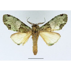 /filer/webapps/moths/media/images/C/chlorochroa_Chlorochadisra_AM_Basquin_02.jpg