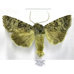 /filer/webapps/moths/media/images/S/scotomista_Hypotype_AM_TMSA.jpg