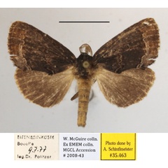 /filer/webapps/moths/media/images/A/afra_Eujansea_A_MGCLa_01.JPG