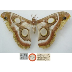 /filer/webapps/moths/media/images/A/atbarinus_Attacus_HT_NHMUKa.jpg