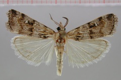 Surattha africalis