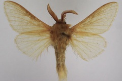 Meyameta straminea