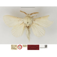 /filer/webapps/moths/media/images/G/gibbonsi_Beralade_HT_NHMUK.jpg