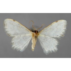 /filer/webapps/moths/media/images/I/iterata_Scopula_HT_ZSM_02.jpg