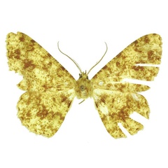 /filer/webapps/moths/media/images/M/muscivirens_Afroracotis_PTM_ZSM.jpg