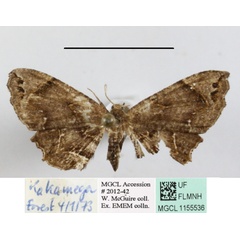 /filer/webapps/moths/media/images/A/asinina_Epiplema_A_MGCLa_01.JPG
