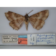 /filer/webapps/moths/media/images/F/flandriana_Sypnoides_HT_RMCA_02.jpg